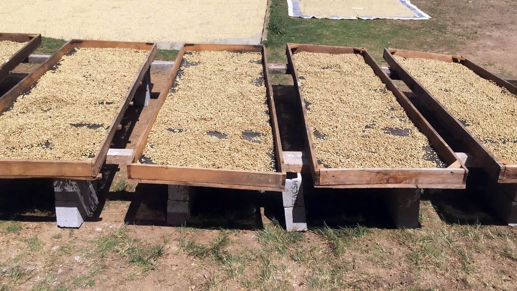 Sušení kávy na farmě Los Suspiros